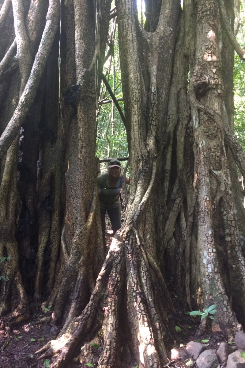 Student Studying Tree 