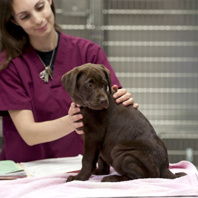 vet with cat