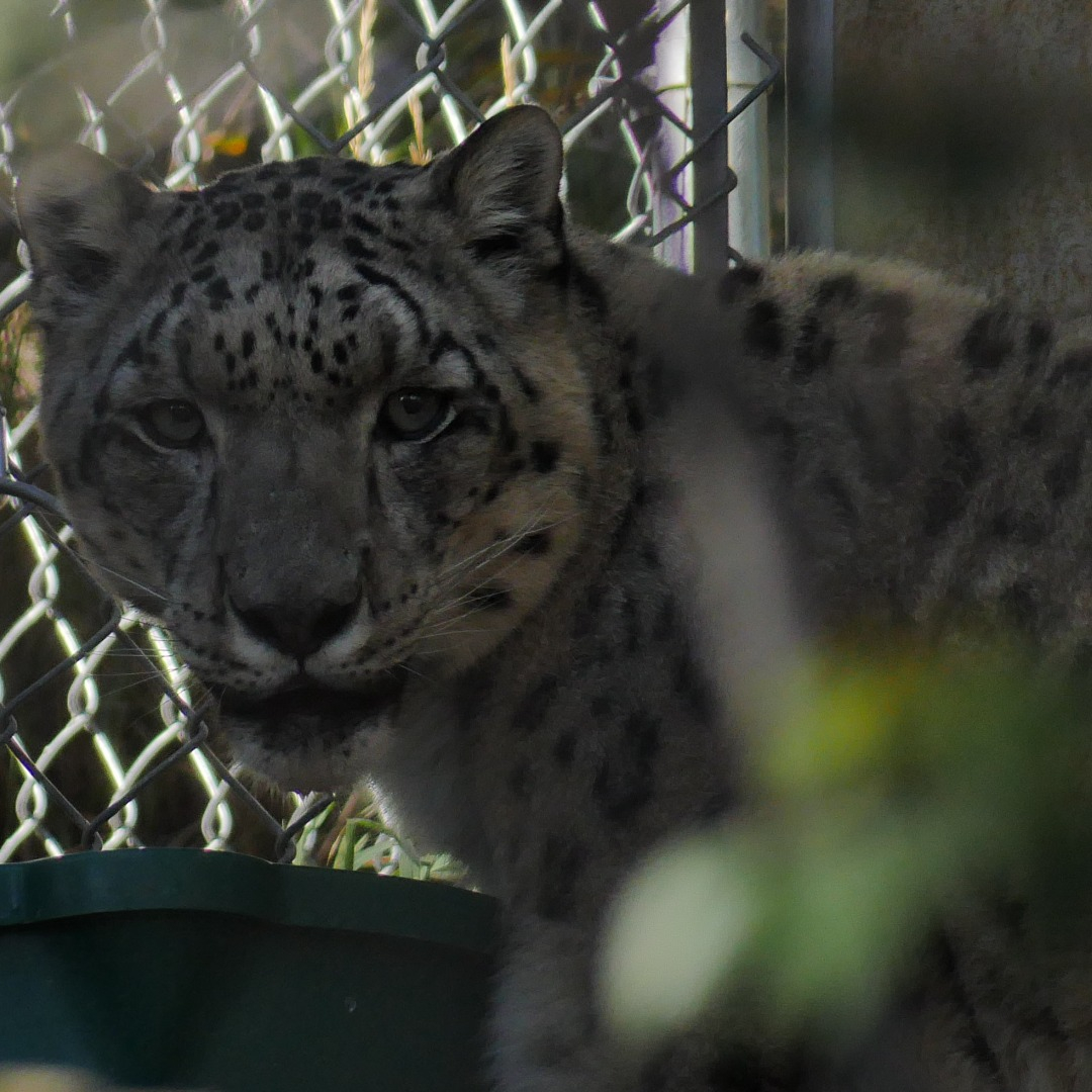 Cheetah at the Zoo